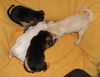 T-Pups Chihuahua Beagle Terrier Puppies - Male