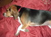 Lady Belle