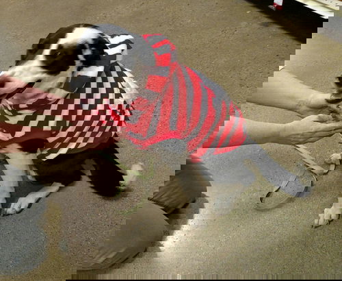 Abel