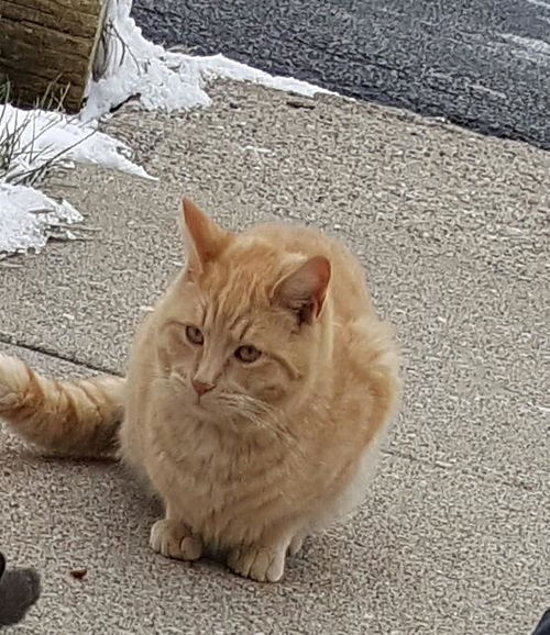 Garfield