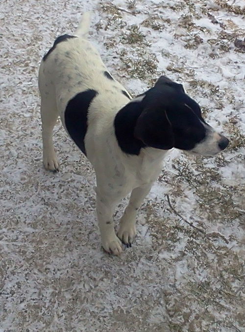 Jed