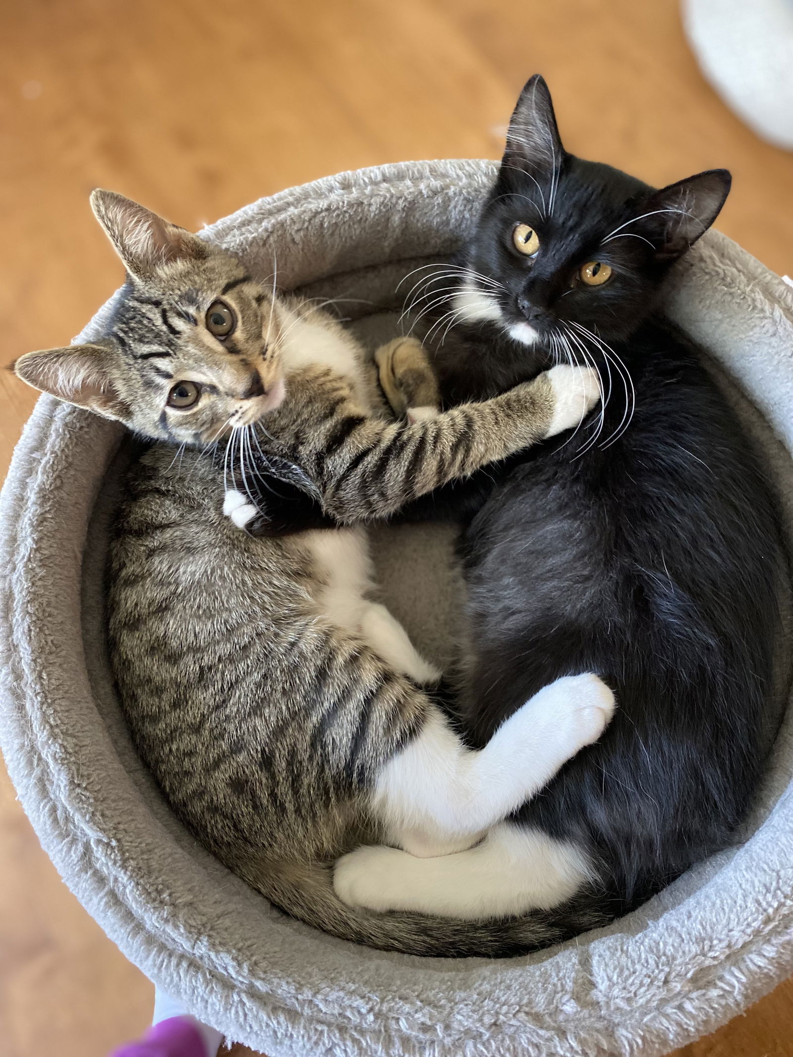 adoptable Cat in San Jose, CA named Whiskers and Bobby