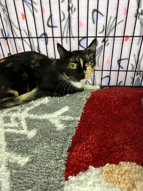 adoptable Cat in San Jose, CA named Lady