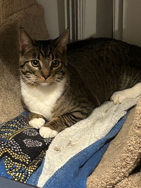 adoptable Cat in San Jose, CA named Bobby