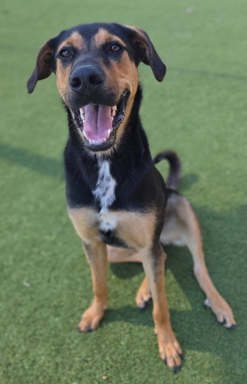 Taco, an adoptable Shepherd in Little Elm, TX