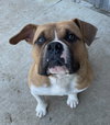 Roxi - Photo 1