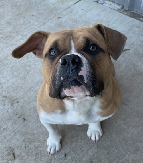 ROXI - American Bulldog for adoption in Frisco