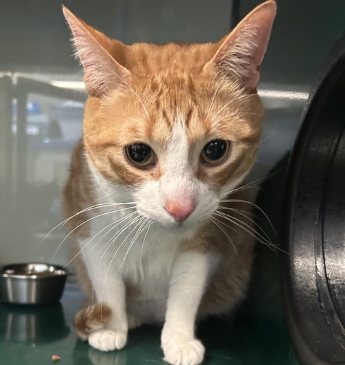 Nancy, an adoptable Domestic Short Hair in Little Elm, TX