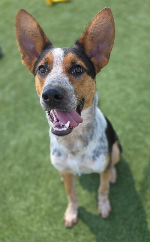 Ruger, an adoptable Cattle Dog in Little Elm, TX