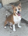 Enzo - Photo 2
