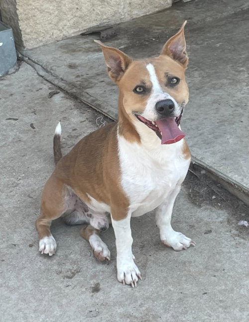 ENZO - Terrier / Terrier available for adoption