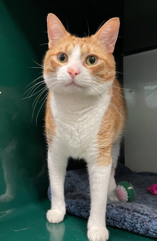 Nancy, Adult Domestic Short Hair / Mixed, cat for adoption in Hurst, Texas