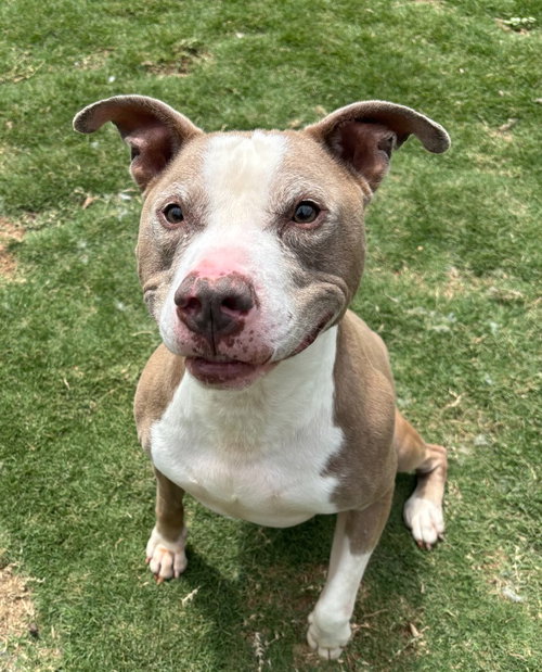 Taz, an adoptable Pit Bull Terrier in Little Elm, TX