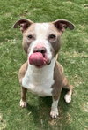 Taz - Photo 2