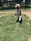 Taz - Photo 3