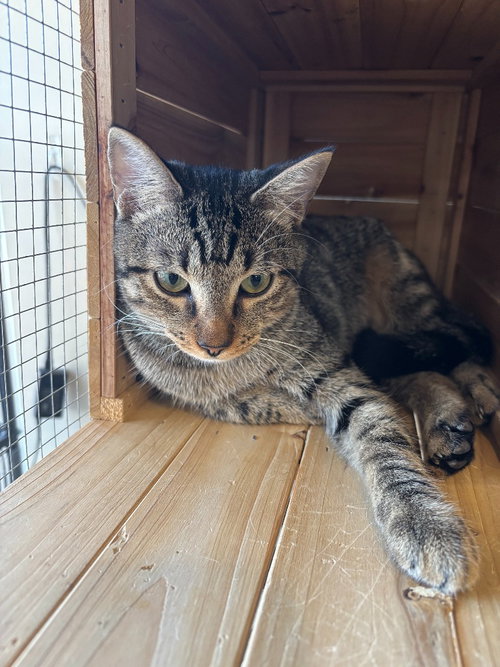 Hetaro, an adoptable Domestic Short Hair in Little Elm, TX