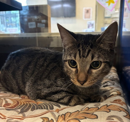 HETARO - Domestic Short Hair available for adoption