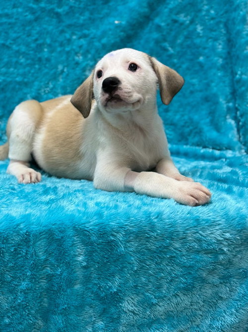 LUCY - Great Pyrenees / Pit Bull Terrier for adoption in Frisco