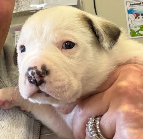 LUCY - Great Pyrenees / Pit Bull Terrier available for adoption