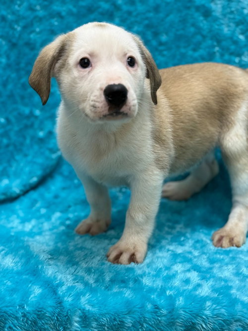 Linus, an adoptable Great Pyrenees in Little Elm, TX