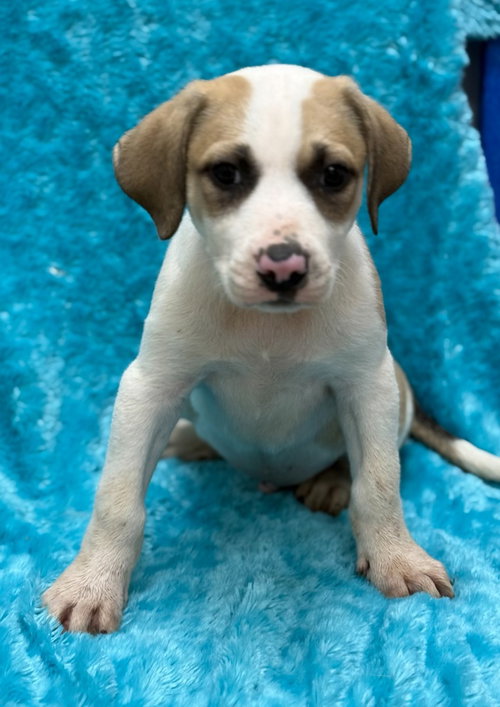 Schroeder, an adoptable Great Pyrenees in Little Elm, TX