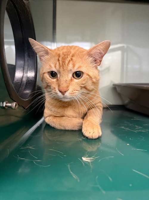 Thomas, Adult Domestic Short Hair / Mixed, cat for adoption in Fort Worth, Texas