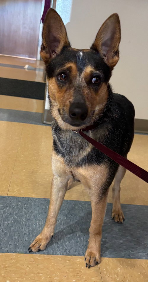 Candy, an adoptable Cattle Dog in Little Elm, TX