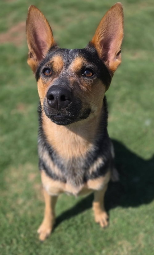Candy, an adoptable Cattle Dog in Little Elm, TX