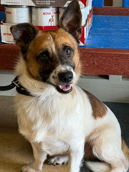 Loki, an adoptable Jack Russell Terrier in Little Elm, TX