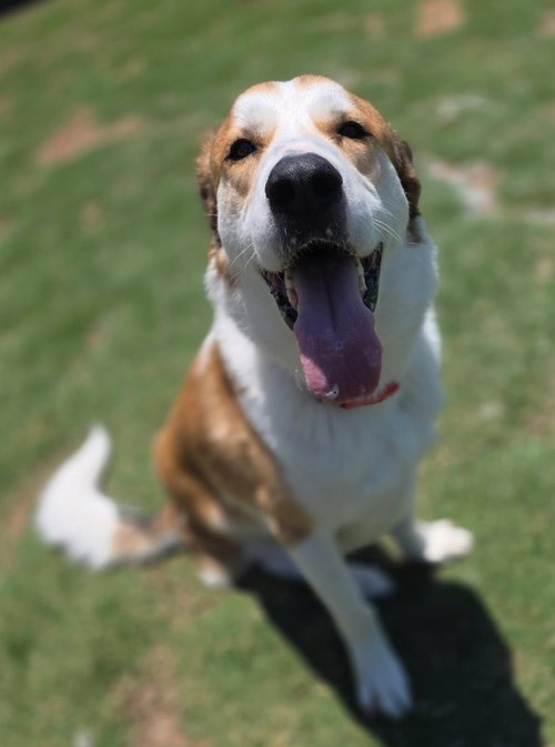 HENRY