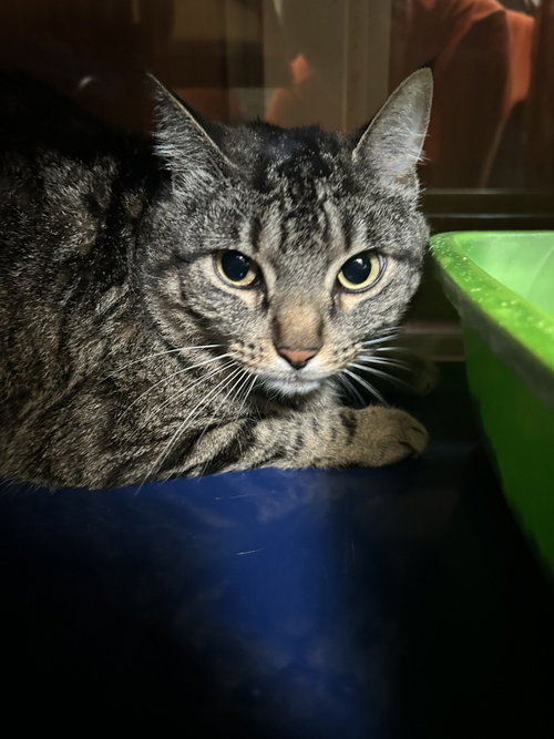 Lilith Luna, an adoptable Domestic Short Hair in Little Elm, TX