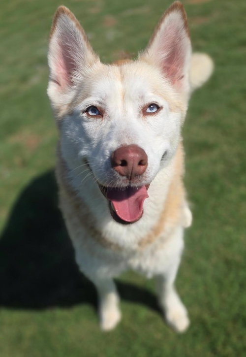 HAZEL