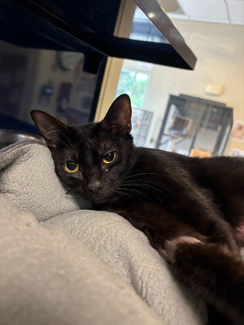 Casey, an adoptable Domestic Short Hair in Little Elm, TX