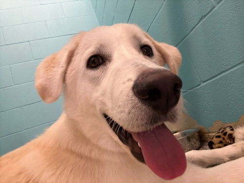Loki, an adoptable Shepherd in Little Elm, TX