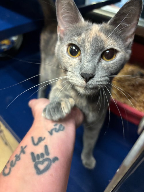 Toffee, Young Domestic Short Hair / Mixed, cat for adoption in Fort Worth, Texas