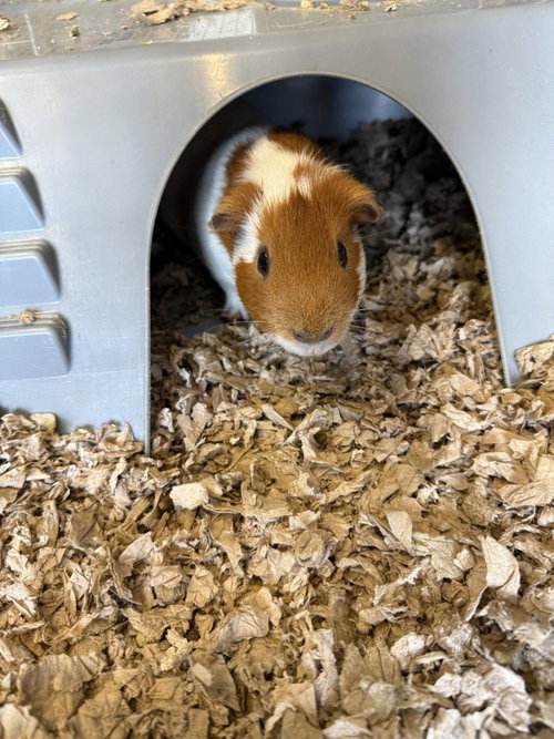 Benji