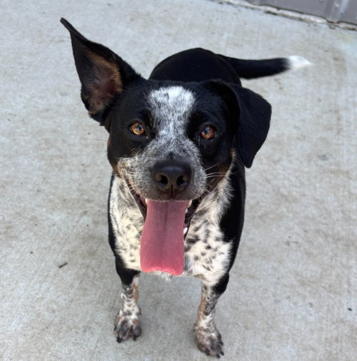 Sprinkles, an adoptable Cattle Dog in Little Elm, TX