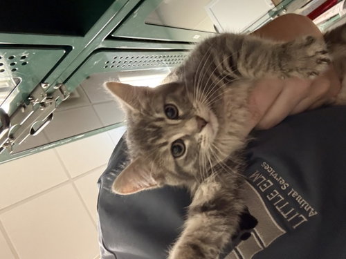Mary, Baby Domestic Short Hair / Mixed, cat for adoption in The Colony, Texas
