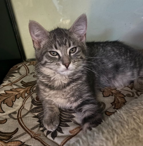 Mary, Baby Domestic Short Hair / Mixed, cat for adoption in Denton, Texas