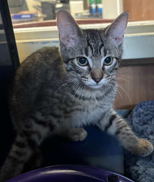 Mike, Baby Abyssinian, cat for adoption in Denton, Texas