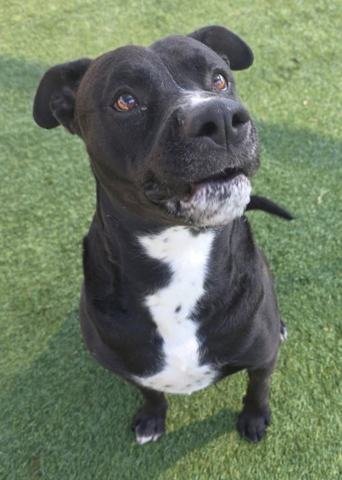 Obsidian, an adoptable Labrador Retriever in Little Elm, TX