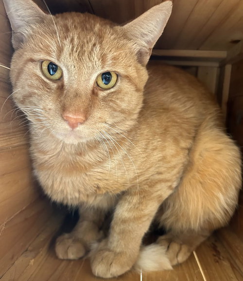 Barnum, Young Domestic Short Hair / Mixed, cat for adoption in Keller, Texas