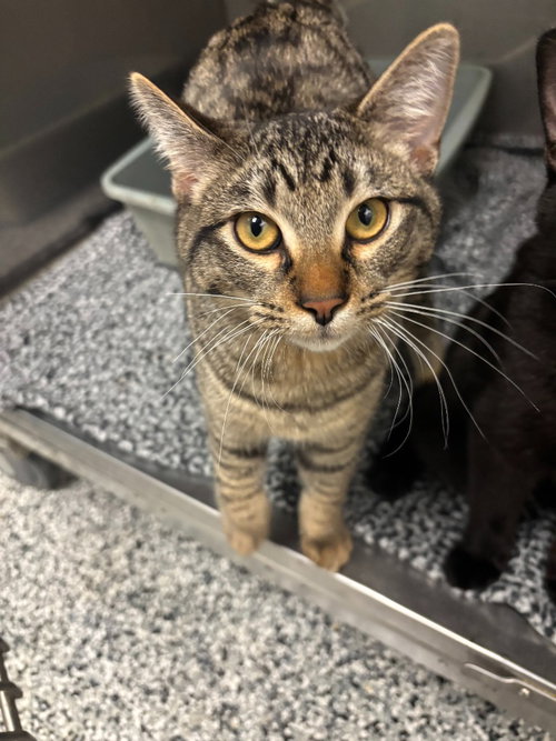 Boba, Adult Domestic Short Hair / Mixed, cat for adoption in The Colony, Texas