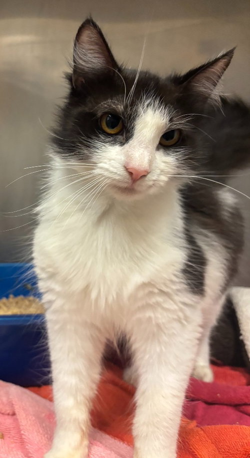 Noelle, Adult Domestic Medium Hair / Mixed, cat for adoption in Flower Mound, Texas