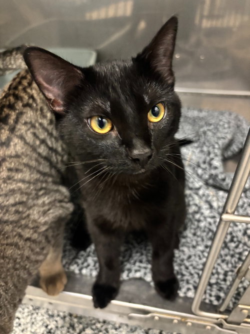 Noir, Young Domestic Short Hair / Mixed, cat for adoption in The Colony, Texas