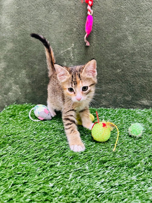 Artemis