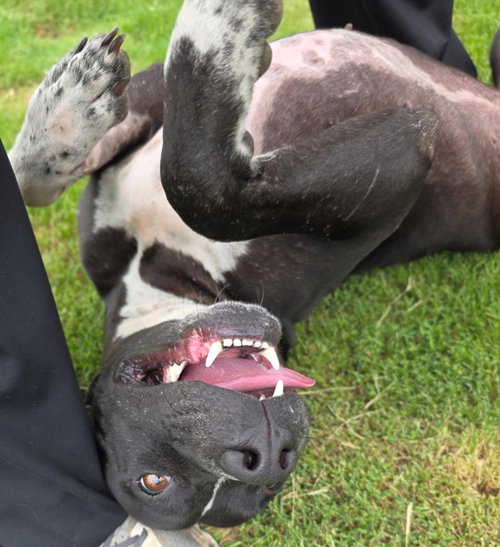 Vera, an adoptable Pit Bull Terrier in Little Elm, TX