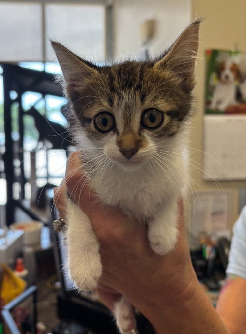 Lindzy, Baby Domestic Short Hair / Mixed, cat for adoption in Denton, Texas