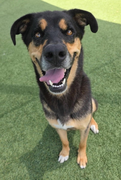 Chase, an adoptable Rottweiler in Little Elm, TX