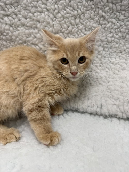 Liberty, Baby Domestic Long Hair / Mixed, cat for adoption in Denton, Texas